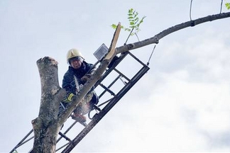 Hazardous Tree Cutting Cost